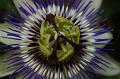amazing flower